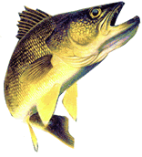 walleye